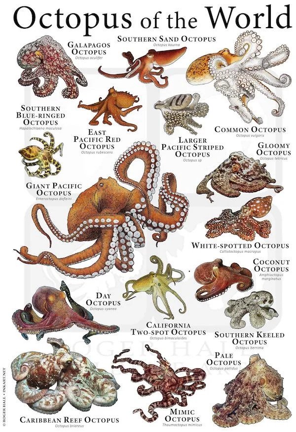 useful charts - infographics - octopuses of the world - Octopus of the World Southern Sand Octopus Octopus koru Galapagos Octopus Octopus oculifer so Southern BlueRinged Octopus Haplochrana moculosa East Pacific Red Octopus Octopus rubescens Common Octopu