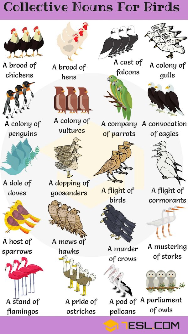 useful charts - infographics - collective nouns of birds - Collective Nouns For Birds A cast of A colony of A brood of chickens A brood of hens falcons gulls A colony of penguins A colony of vultures A company A convocation of parrots of eagles A dole of 