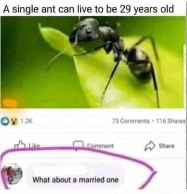 comments that nailed it - quran ant - A single ant can live to be 29 years old On O 1.22 75 116 Comment What about a married one