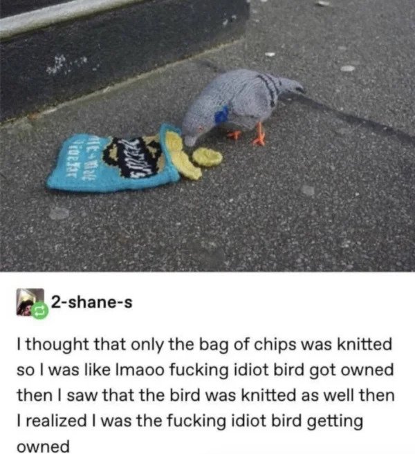 comments that nailed it - 2shanes I thought that only the bag of chips was knitted so I was Imaoo fucking idiot bird got owned then I saw that the bird was knitted as well then I realized I was the fucking idiot bird getting owned