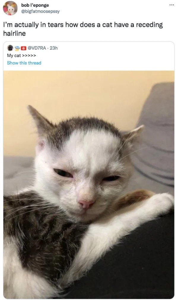 comments that nailed it - cat with receding hairline - .. bob l'eponge I'm actually in tears how does a cat have a receding hairline $ 23h My cat >>>>> Show this thread