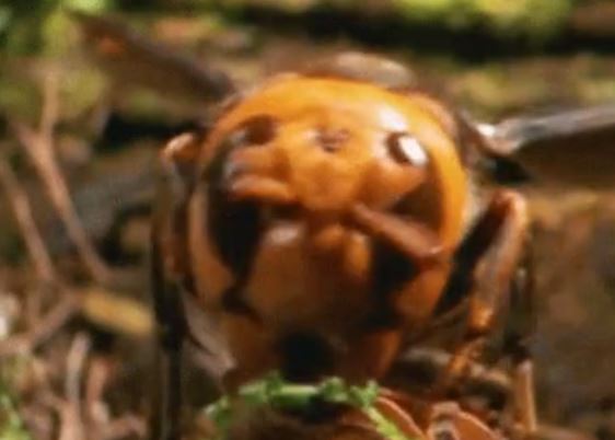 “The stingers of a Japanese giant hornet contain venom so toxic that it can melt human flesh.”