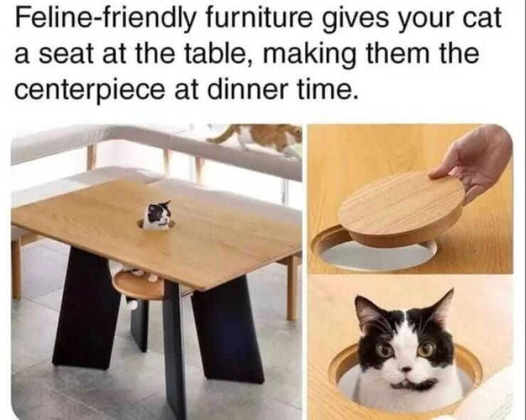 wtf things that actually exist -  feline friendly furniture dining table - Felinefriendly furniture gives your cat a seat at the table, making them the centerpiece at dinner time.