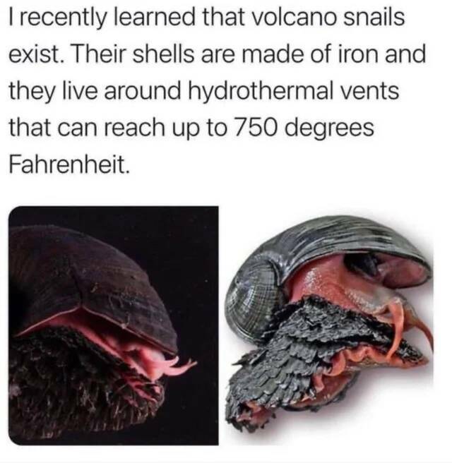 wtf things that actually exist -  volcano snails - I recently learned that volcano snails exist. Their shells are made of iron and they live around hydrothermal vents that can reach up to 750 degrees Fahrenheit.