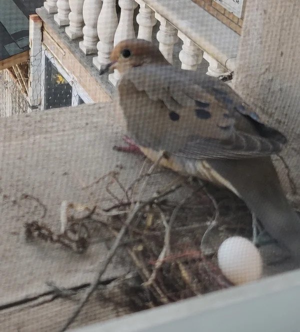 This bird laid an egg on my window sill
