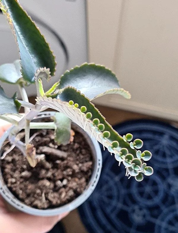 My boyfriends plant is growing sprouting plants on its leaf