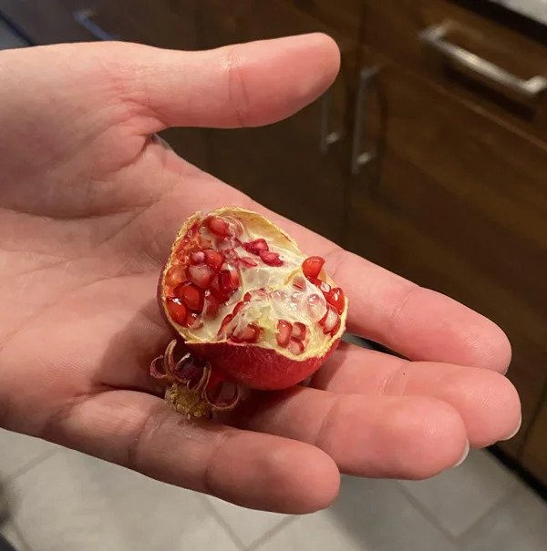 A tiny pomegranate from my mom’s bonsai pomegranate tree