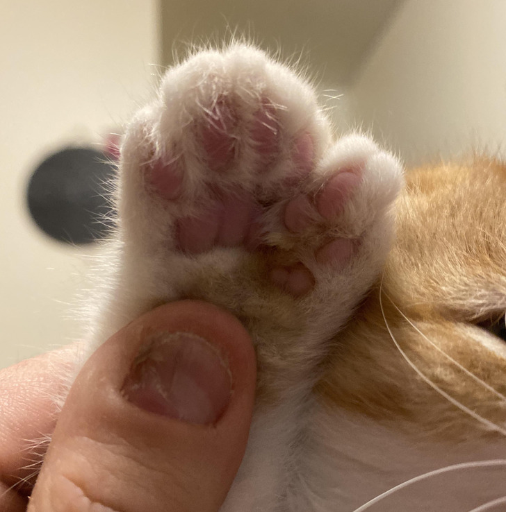 “My cat has 26 toe beans (18 is normal).”