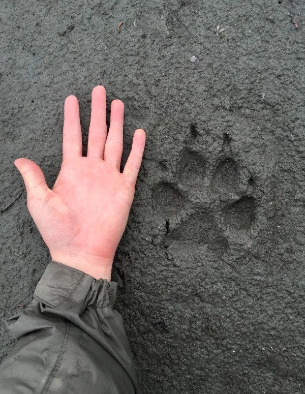 “Fresh wolf print I came across while lost in Denali, Alaska.”