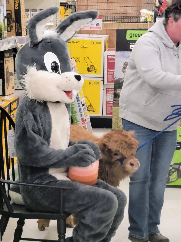 “Someone brought their cow to see the Easter bunny.”