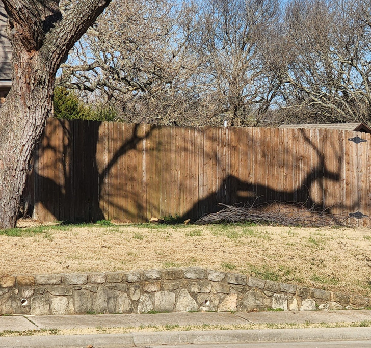 “This tree’s shadow looks like a jumping gazelle.”