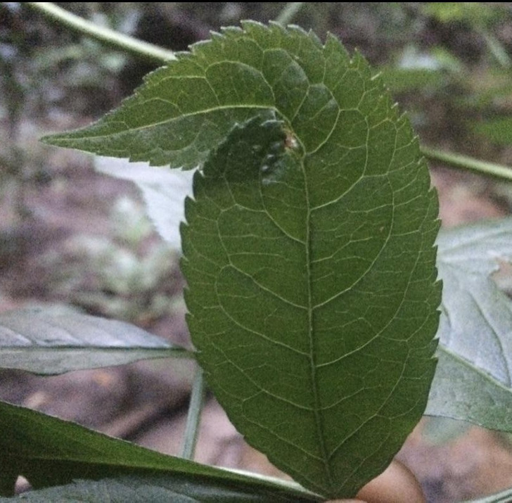 “This leaf’s new haircut”