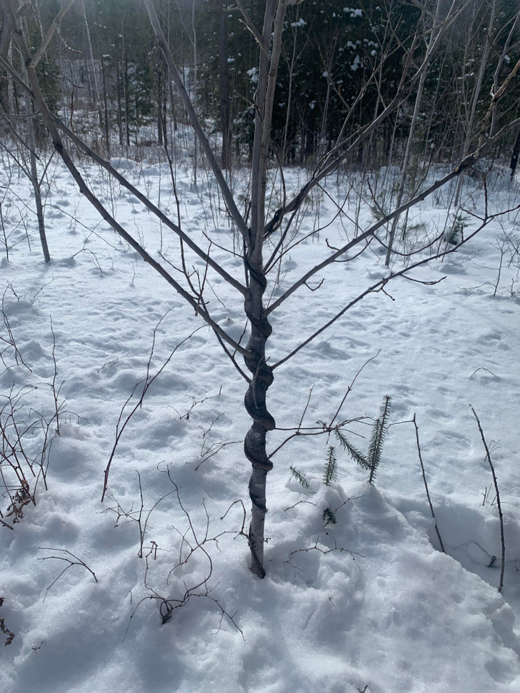 “A vine grew around this little tree and the tree absorbed it, making it look like a snake had woven itself around the tree.”