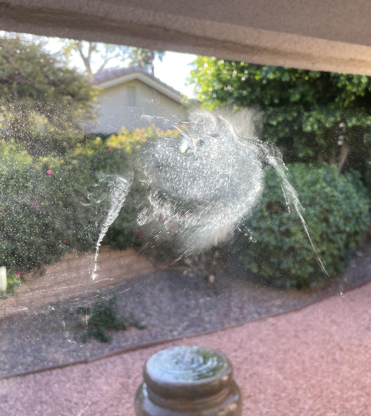 “A dove ran into my window and left a perfect imprint.”