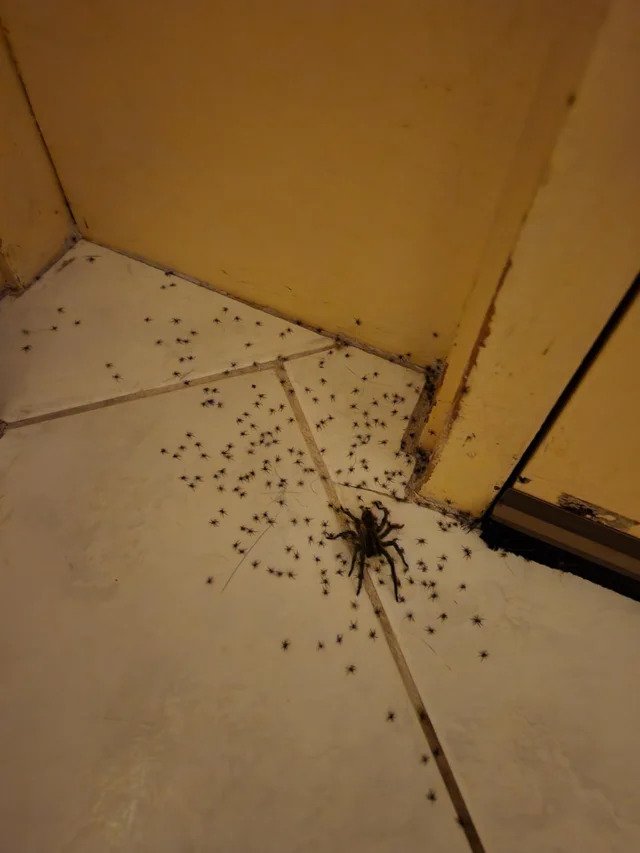 people having a bad day - spider
