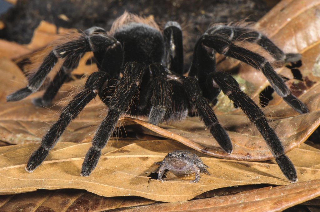 fascinating photos - tarantulas keep frogs as pets