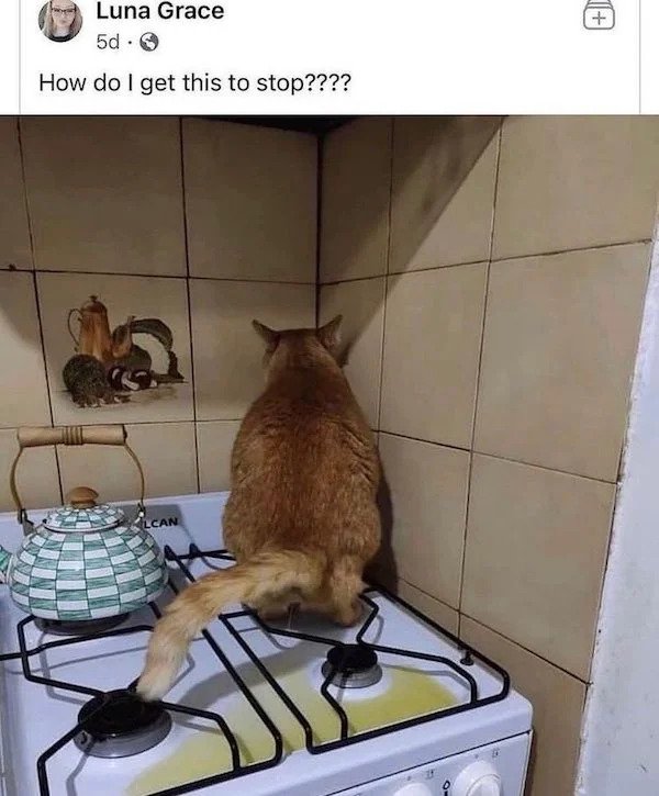 sad cringe - cat peeing on the stove - Luna Grace 5d. How do I get this to stop???? Lcan