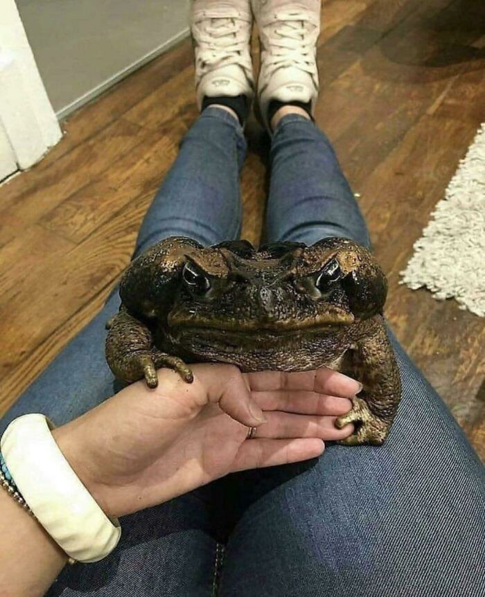 absolute units - absolute unit of a toad