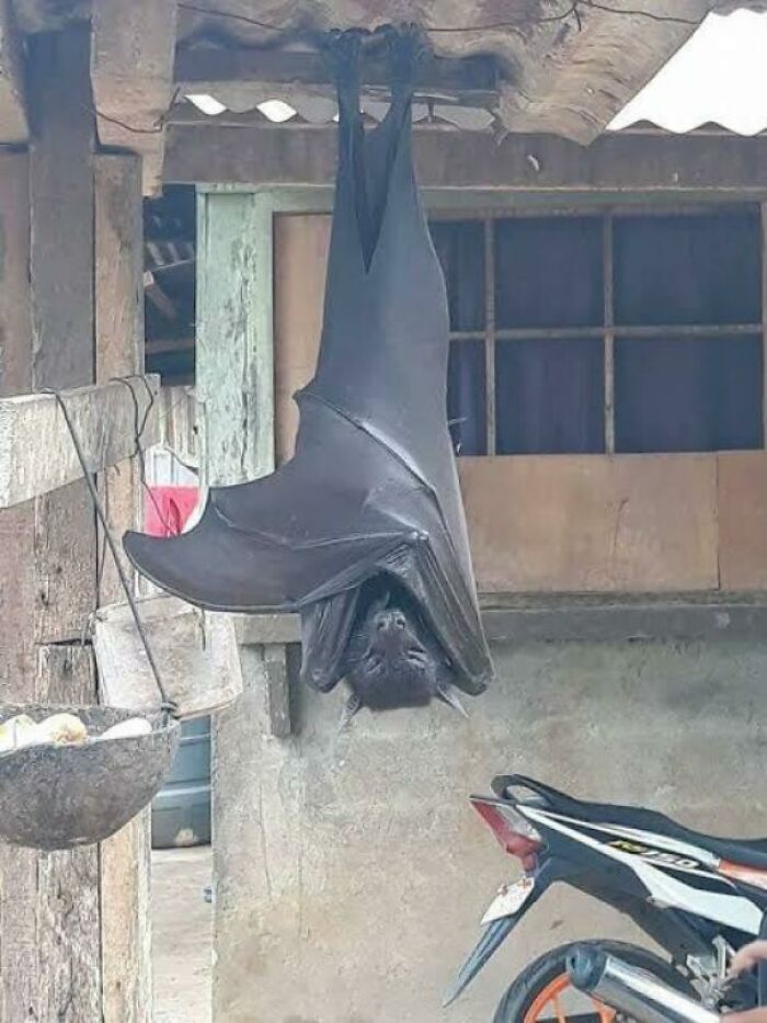 absolute units - human sized bat