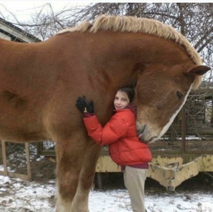 absolute units - huge horse
