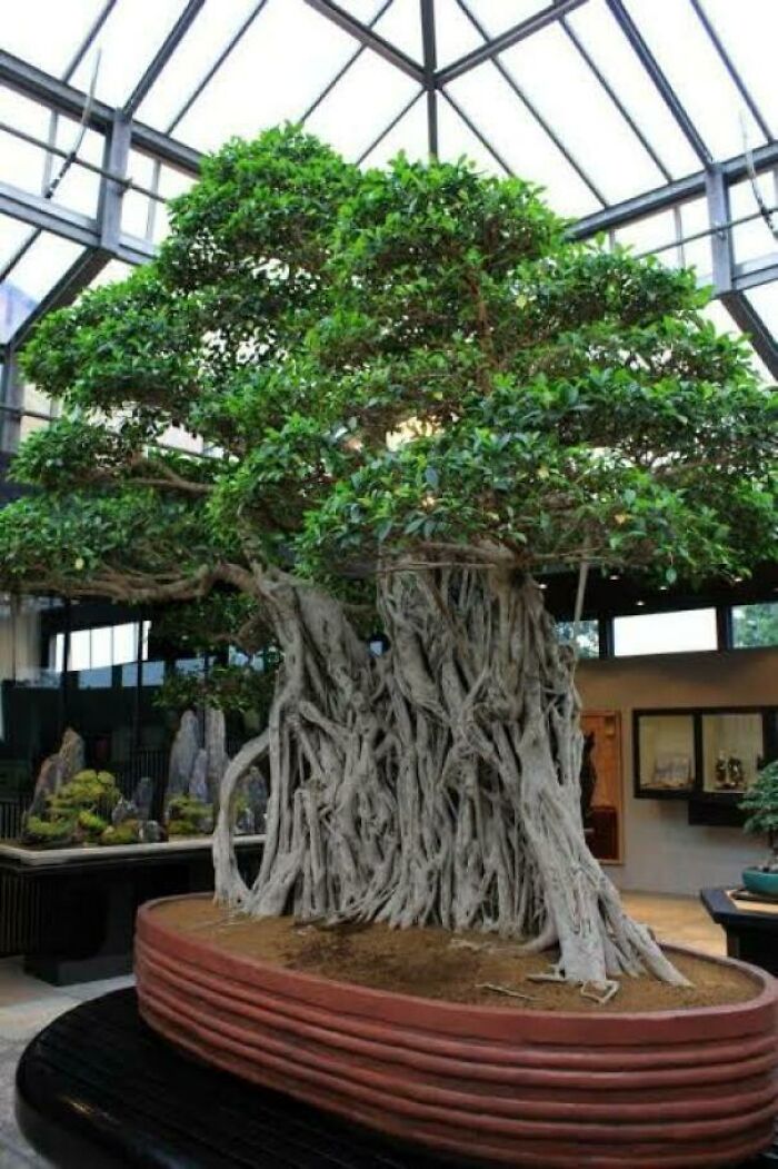 absolute units - world oldest bonsai tree