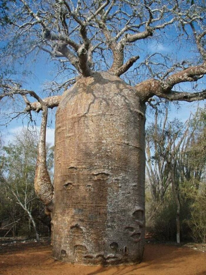 absolute units - baobab tree