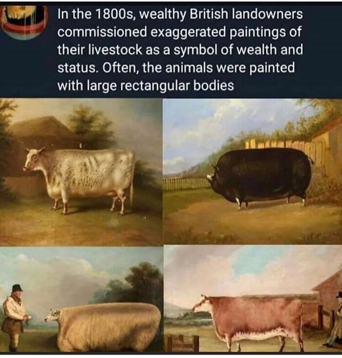 absolute units - absolute unit - In the 1800s, wealthy British landowners commissioned exaggerated paintings of their livestock as a symbol of wealth and status. Often, the animals were painted with large rectangular bodies