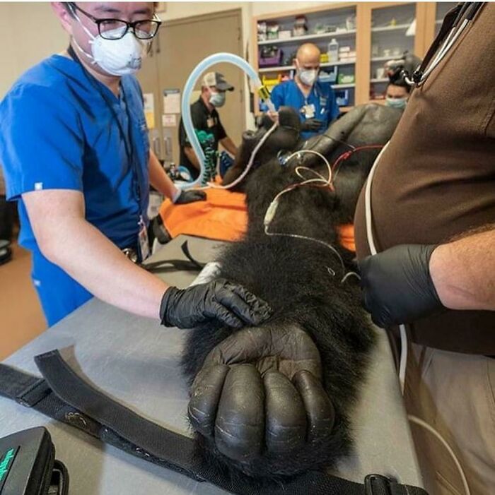 absolute units - gorilla hand vs human hand - 2v