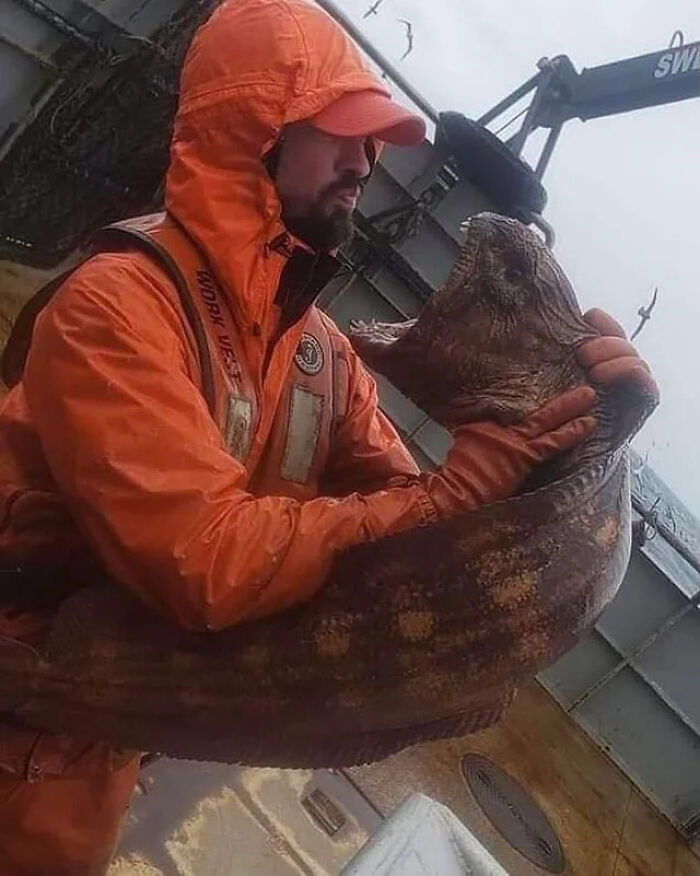 absolute units - angry wolf eel - Work Vese