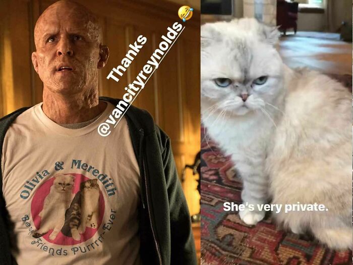 In Deadpool 2 (2018), Wade Wears A Shirt That Says: "Olivia & Meredith. Best Friends Purrrr-Ever". The Two Cats Actually Belong To Taylor Swift. The Production Crew Had To Get Permission From Her To Use Their Image.