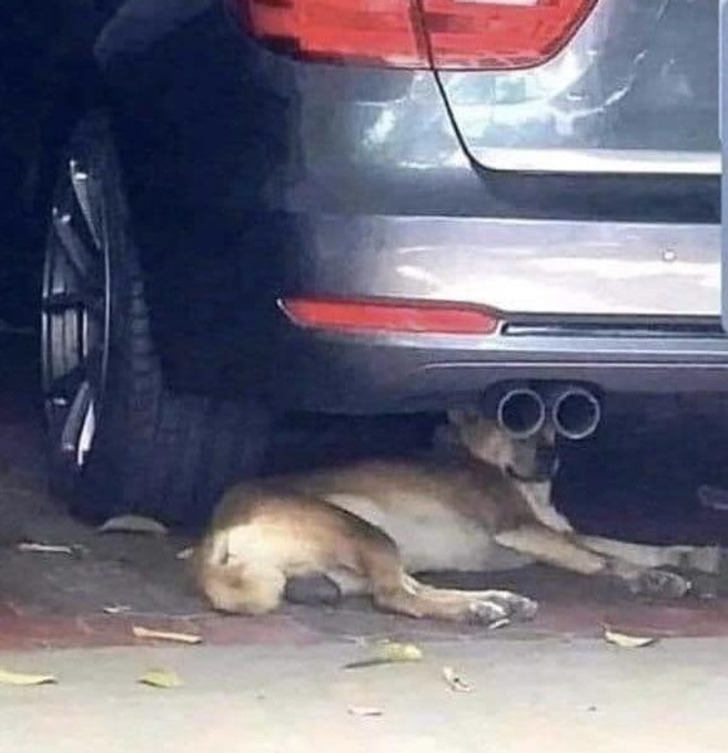Double Take Pictures - careful out there just saw an undercover k9 using binoculars
