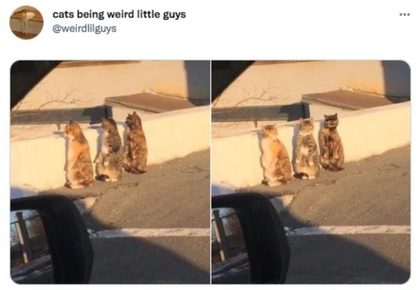 funny tweets - cat pretending - cats being weird little guys