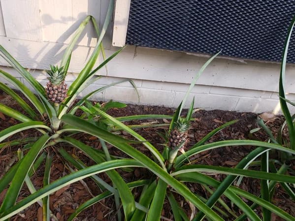 “The person who lived in my apartment before me planted pineapples.”