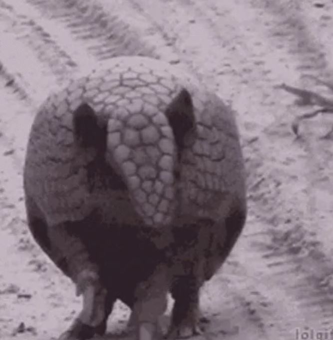 Armadillos can carry leprosy.