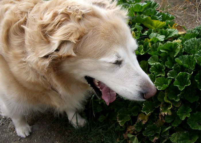 dogs "play sneeze" when they're feeling excited or playful. "Play sneezes" mean your dog is having a good time and indicate to other dogs that their behavior is only play