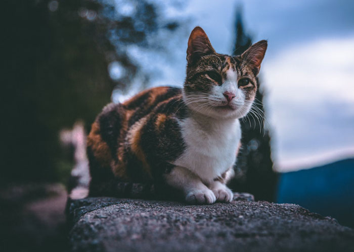 that cats are not nocturnal or diurnal, they are crepuscular: a circadian rhythm where they are most active during dusk/dawn (low-light hours)