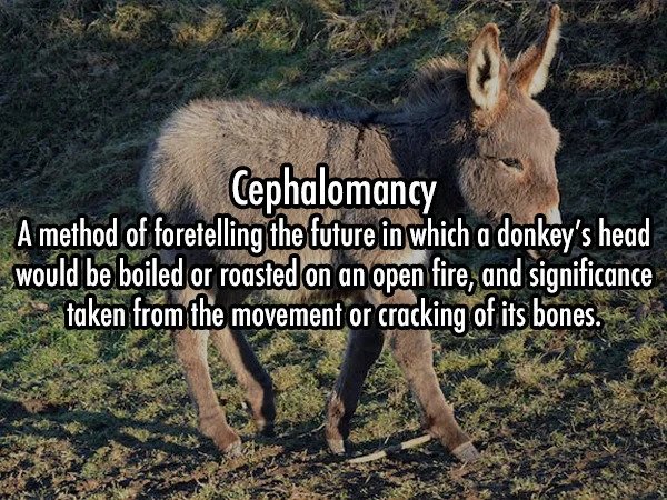 25 Weird Words That Are Actually In The Dictionary.