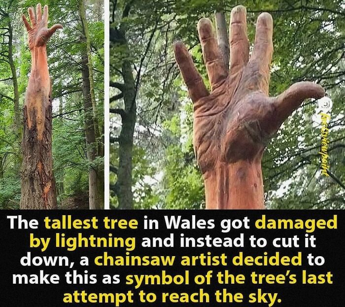absolute units - megalophobia - tallest tree in wales - viewpoint The tallest tree in Wales got damaged by lightning and instead to cut it down, a chainsaw artist decided to make this as symbol of the tree's last attempt to reach the sky.