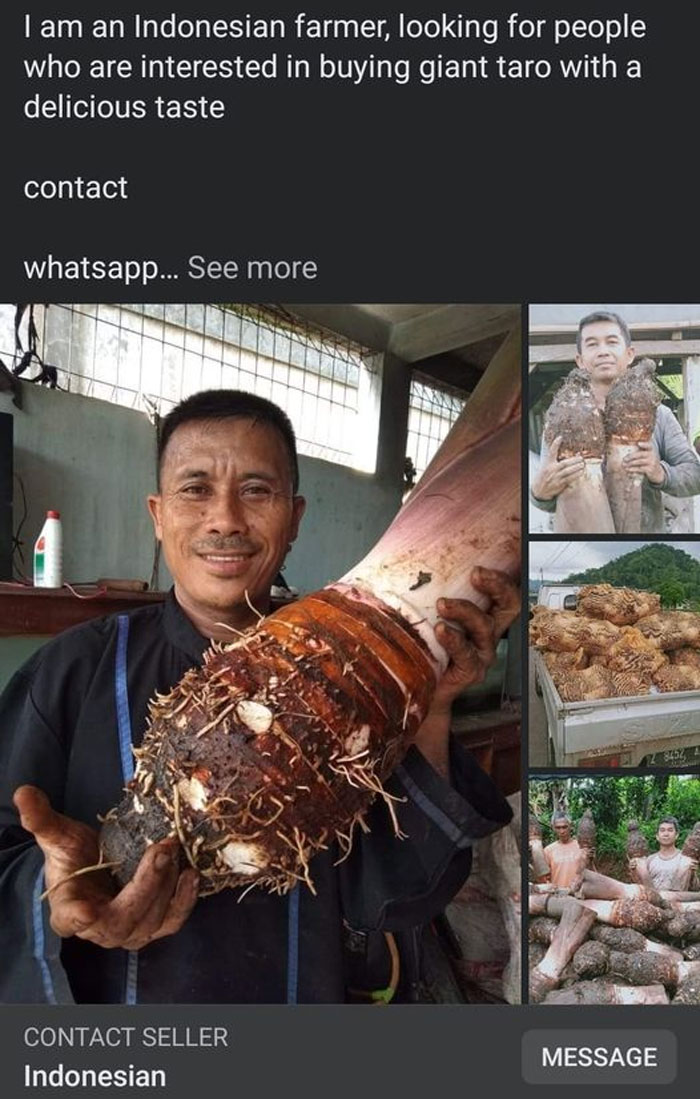 Facebook Buying Selling - meat - I am an Indonesian farmer, looking for people who are interested in buying giant taro with a delicious taste contact whatsapp... See more Contact Seller Indonesian Message