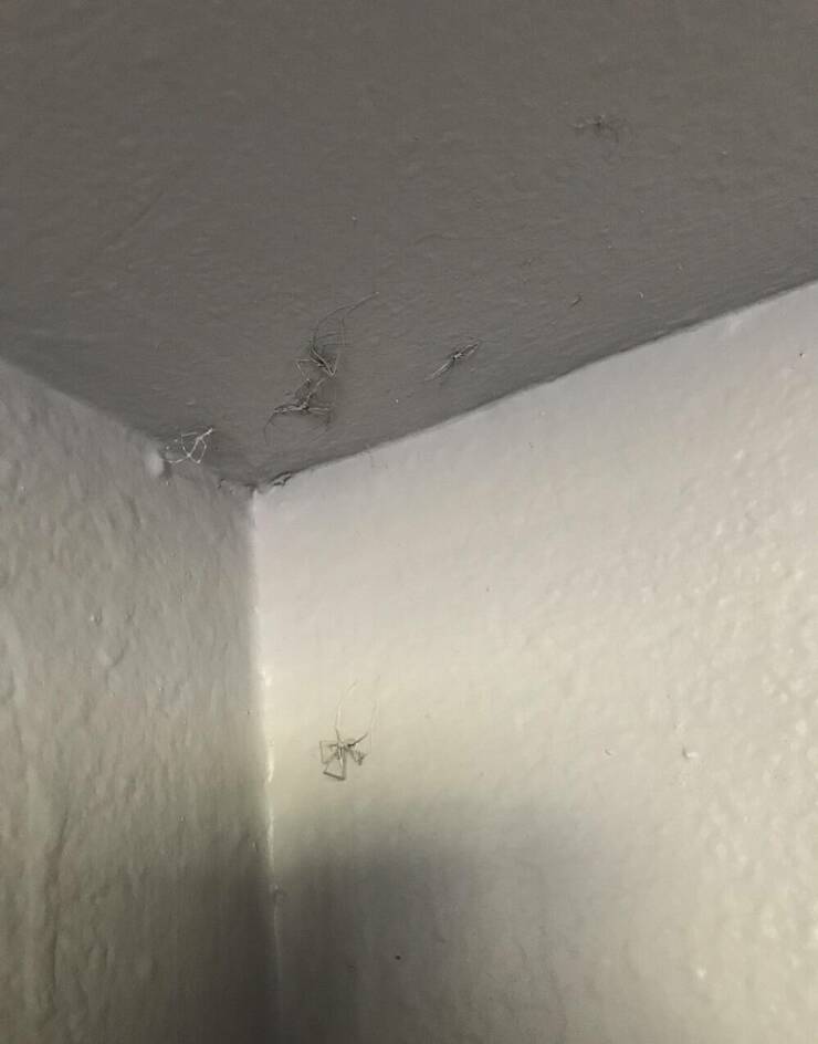 "How my landlord handled a nest of spiders in the closet of the apartment I used to rent"