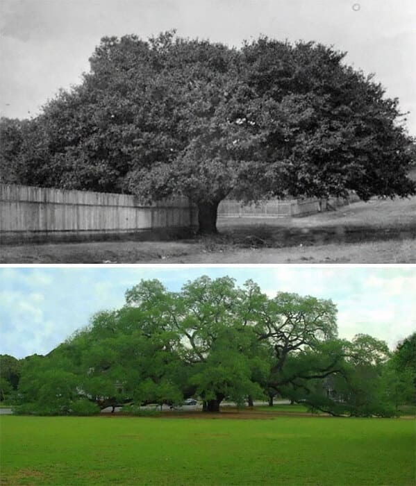 “The Big Oak; Thomasville, Ga (1895/2020)”