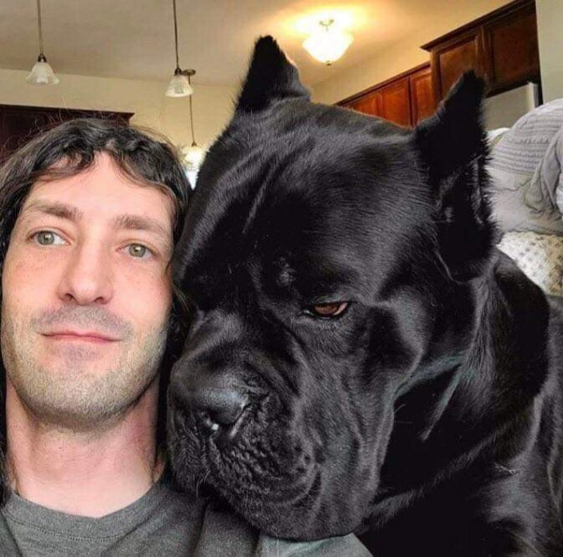 fascinating photos - The head size difference between a man and a cane corso