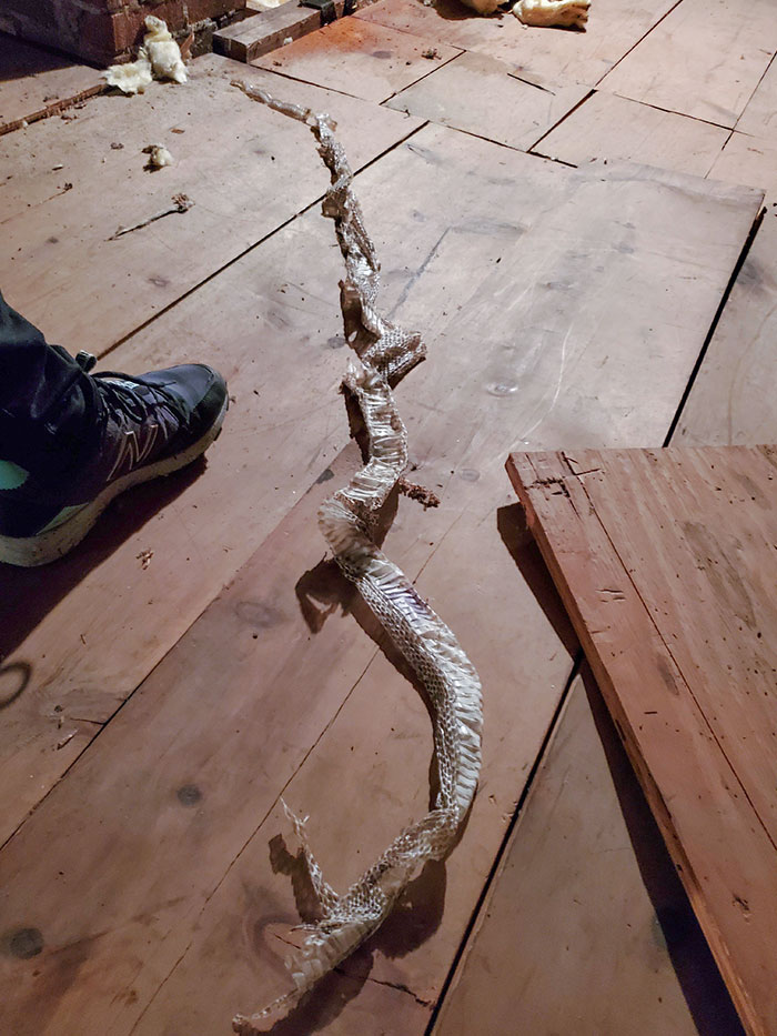 cursed pics - scary photos - snake in my attic