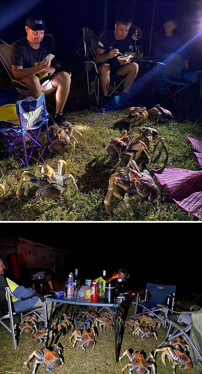 cursed pics - scary photos - coconut crab at bbq - Ory