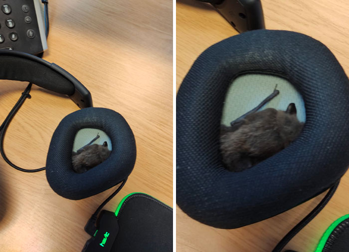 cursed pics - scary photos - bat in headset - hat
