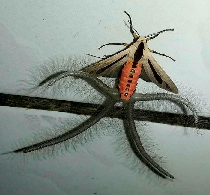 cursed pics - scary photos - creatonotos gangis moth
