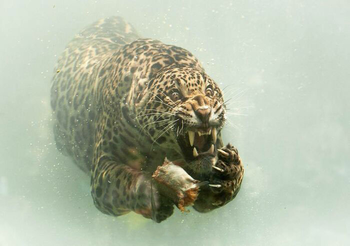 cursed pics - scary photos - jaguar on water