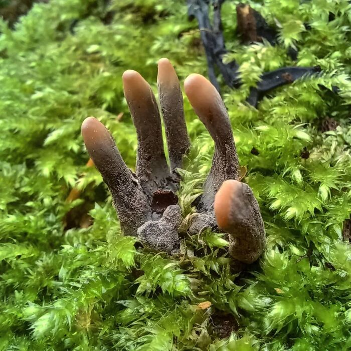 cursed pics - scary photos - dead man's fingers mushroom