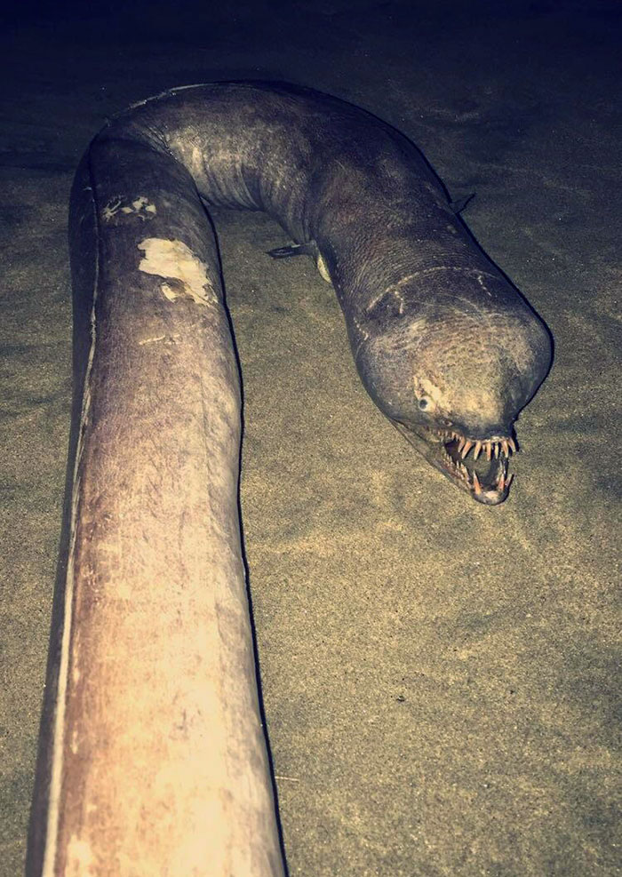 cursed pics - scary photos - scariest eel - Kate