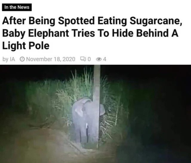 funny fails - wholesome news memes - In the News After Being Spotted Eating Sugarcane, Baby Elephant Tries To Hide Behind A Light Pole by Ia 204